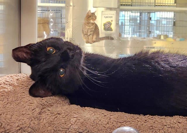 Abigail - Domestic Short Hair