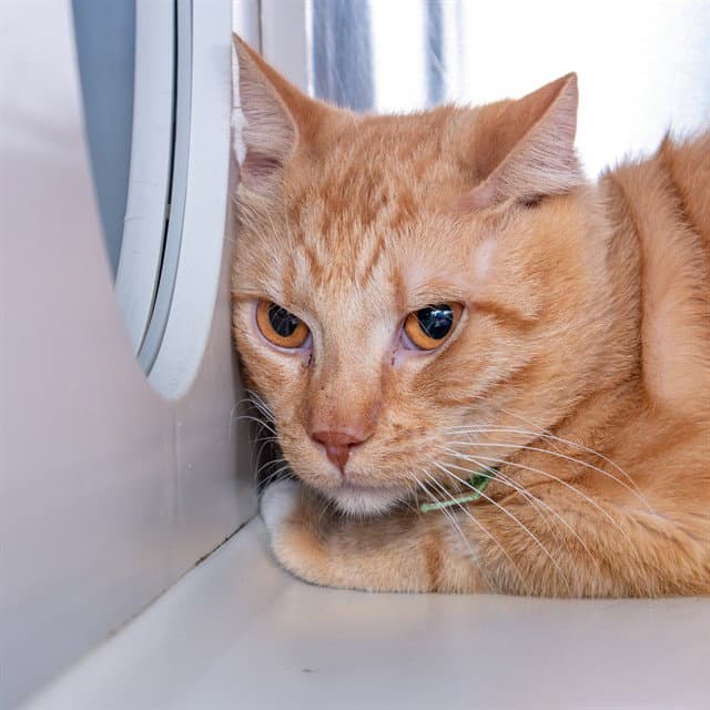 Larry - Domestic Short Hair