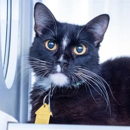 Lucy Lu image 1