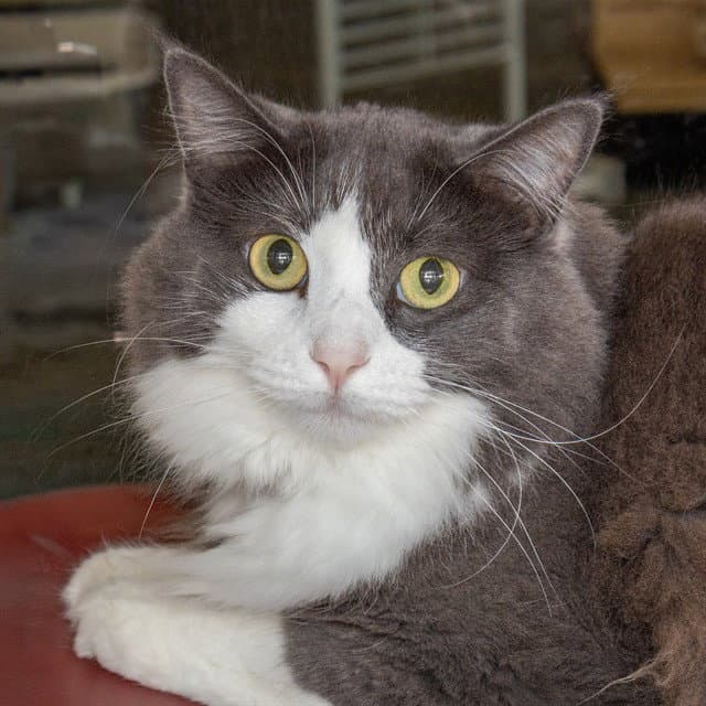 Snow - Domestic Long Hair