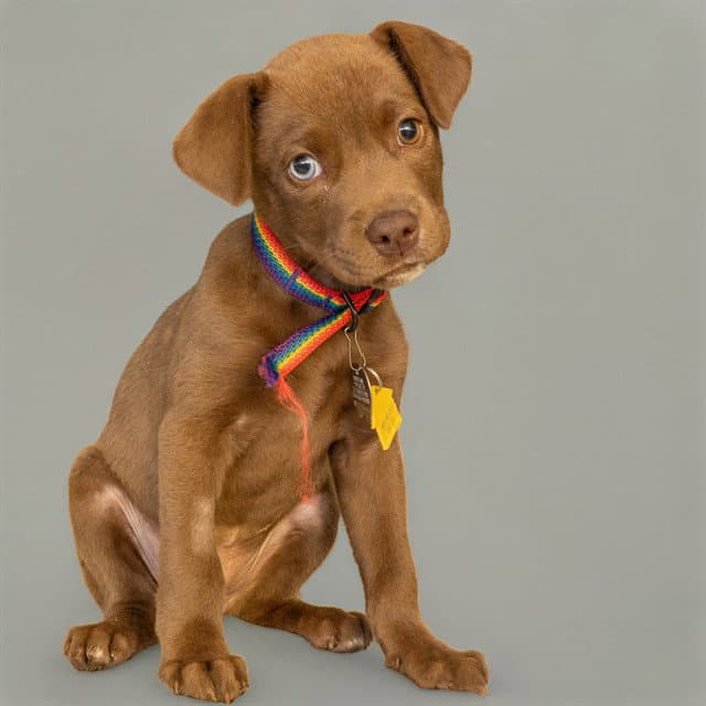 Widow - Labrador Retriever