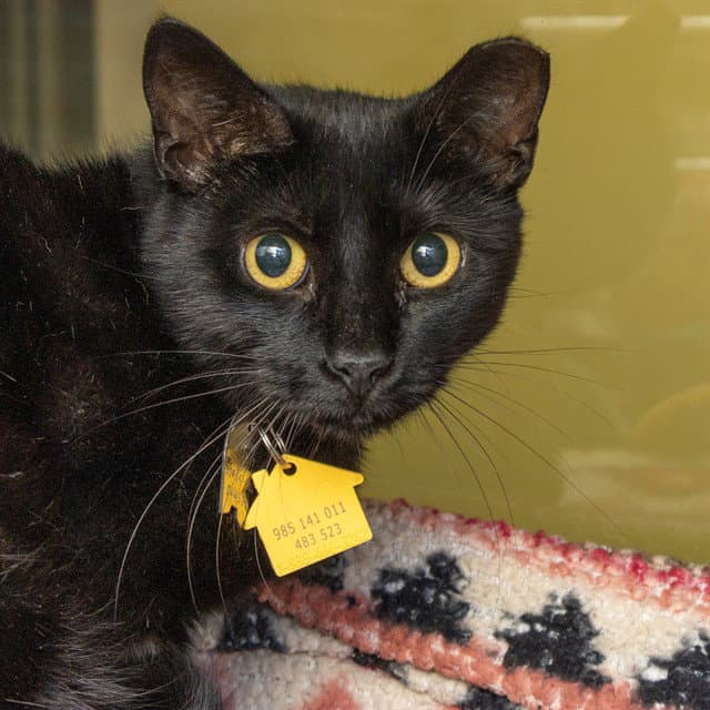 Boba - Domestic Short Hair