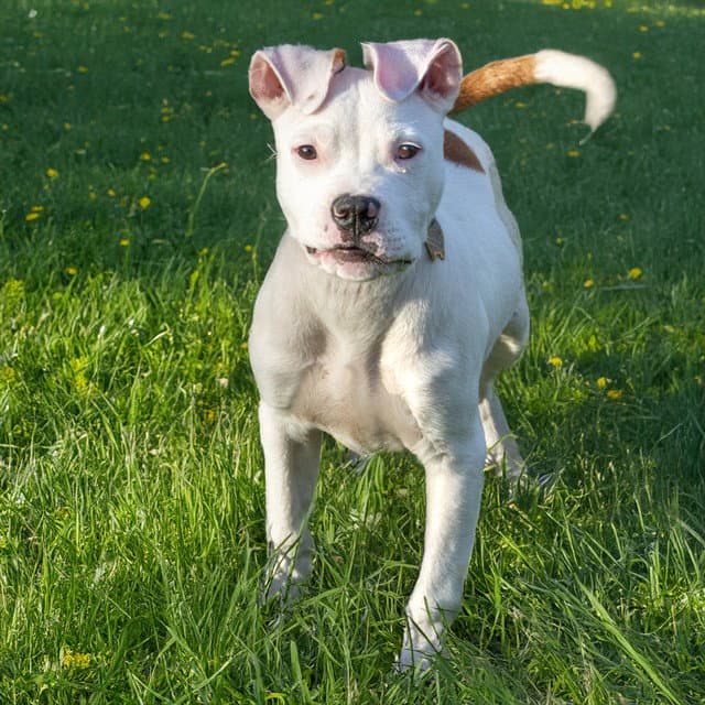 Kiba - Pit Bull Terrier