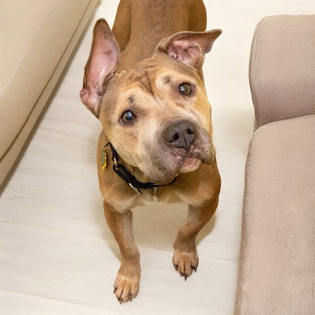 Indica - Pit Bull Terrier