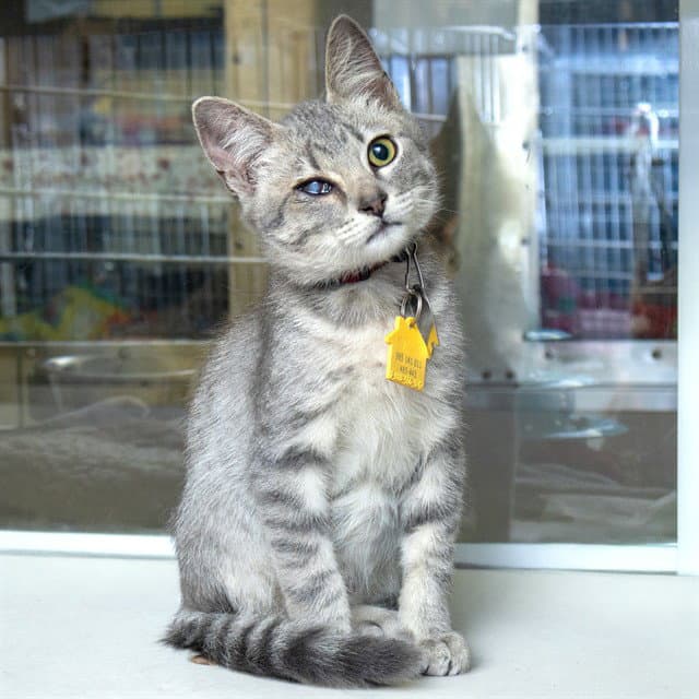 Cody - Domestic Short Hair