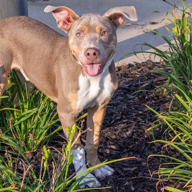 Banjo - Pit Bull Terrier