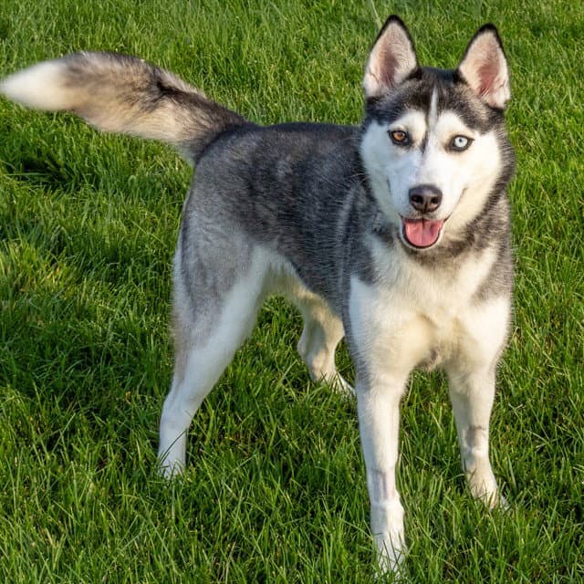 Aurora - Siberian Husky