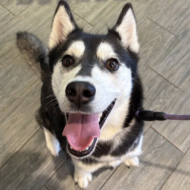 Alaska - Siberian Husky
