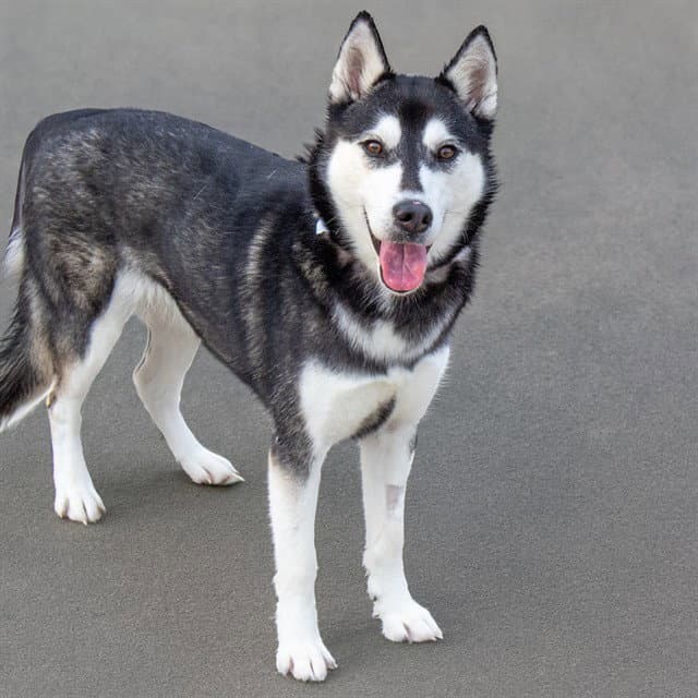 Alaska - Siberian Husky