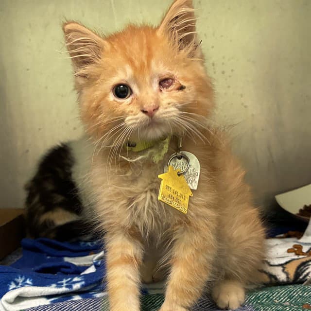 Petal - Domestic Medium Hair