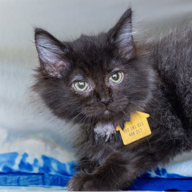 Potato - Domestic Short Hair