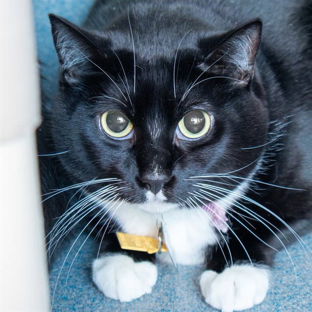 Baguette - Domestic Short Hair