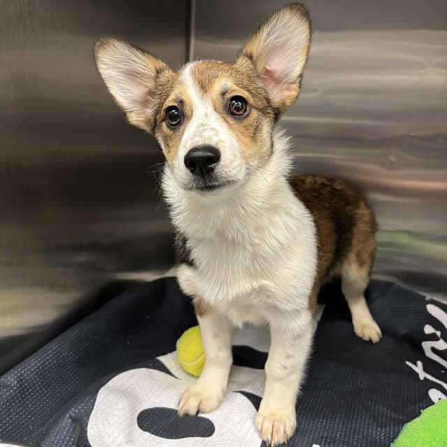 Sunny - Pembroke Welsh Corgi