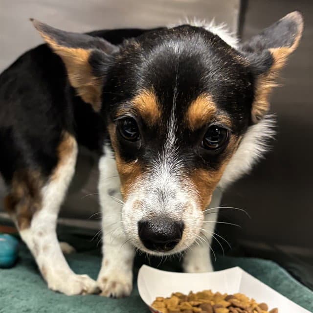 Sadie - Pembroke Welsh Corgi