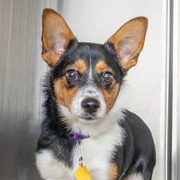 Sadie image 1