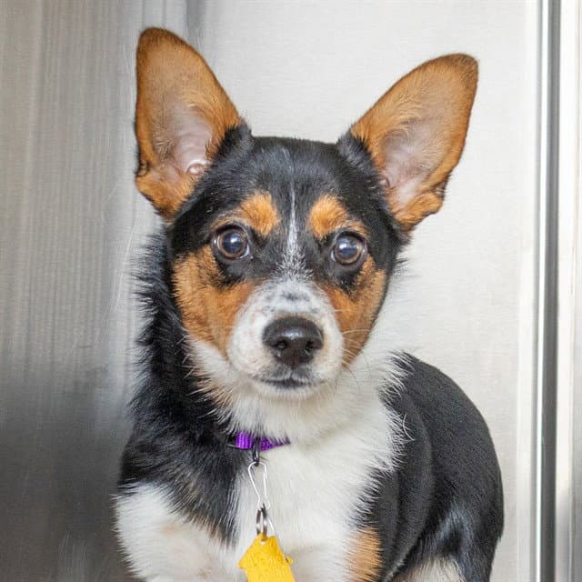 Sadie - Pembroke Welsh Corgi