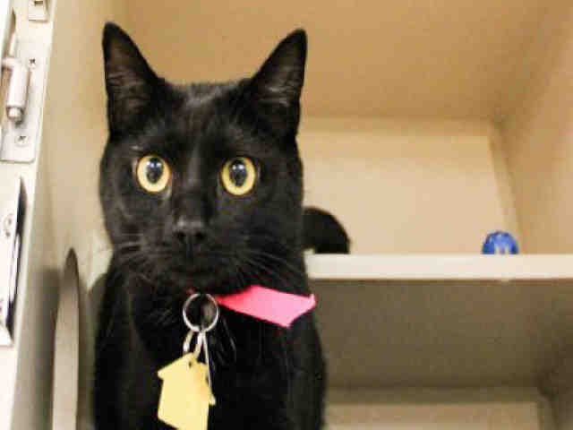 Amore - Domestic Short Hair