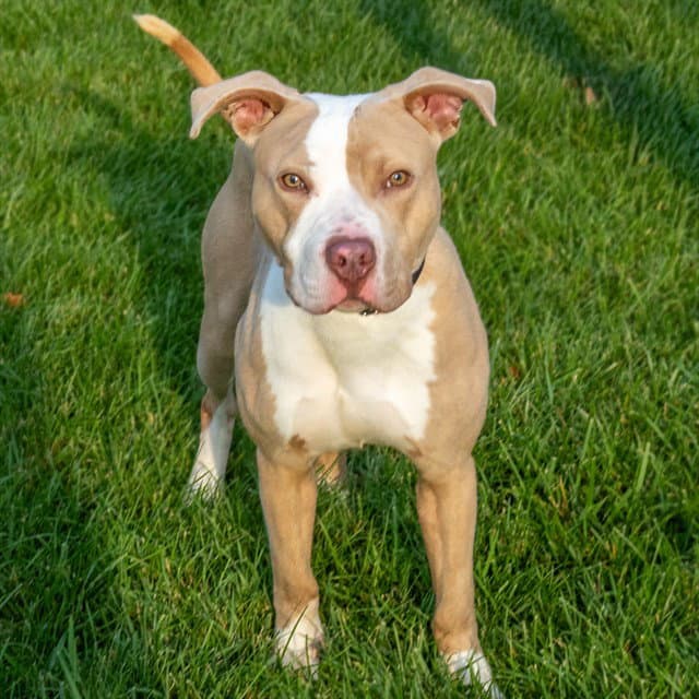 Jiminy Cricket - Pit Bull Terrier