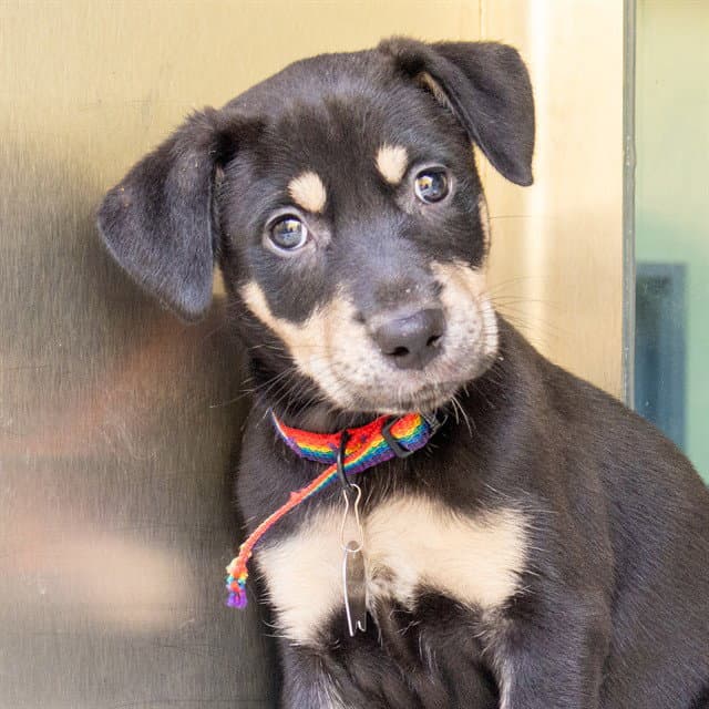 Weaver - Catahoula Leopard Dog