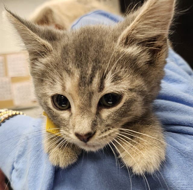 Honey - Domestic Short Hair