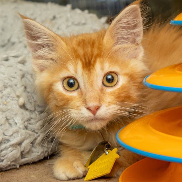 Fuzz Lightyear - Domestic Medium Hair