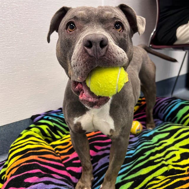 Allegra - Pit Bull Terrier