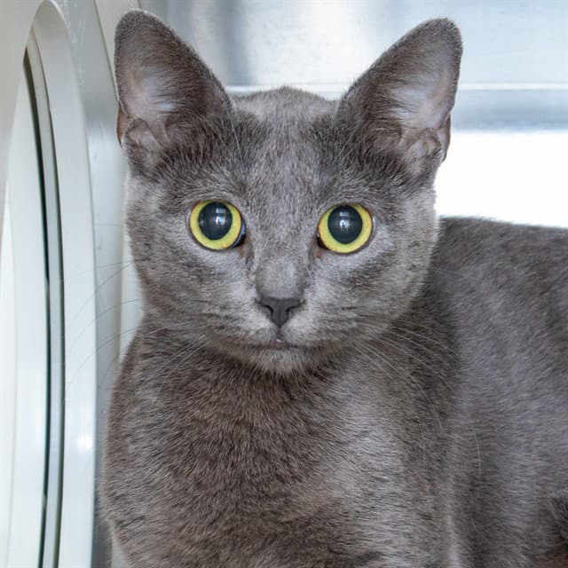 Alice - Domestic Short Hair