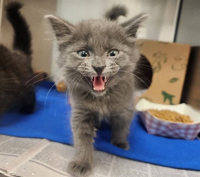 Polka - Domestic Long Hair