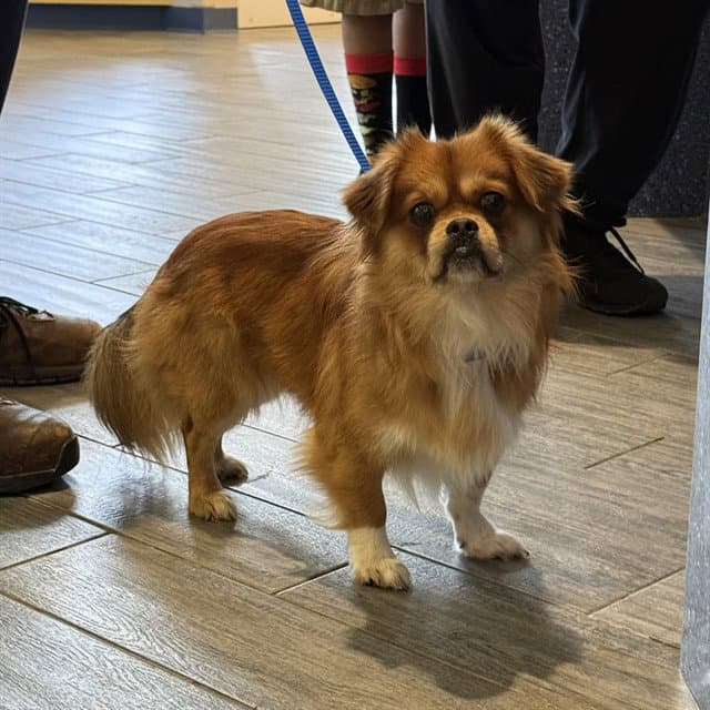 Pico - Pekingese