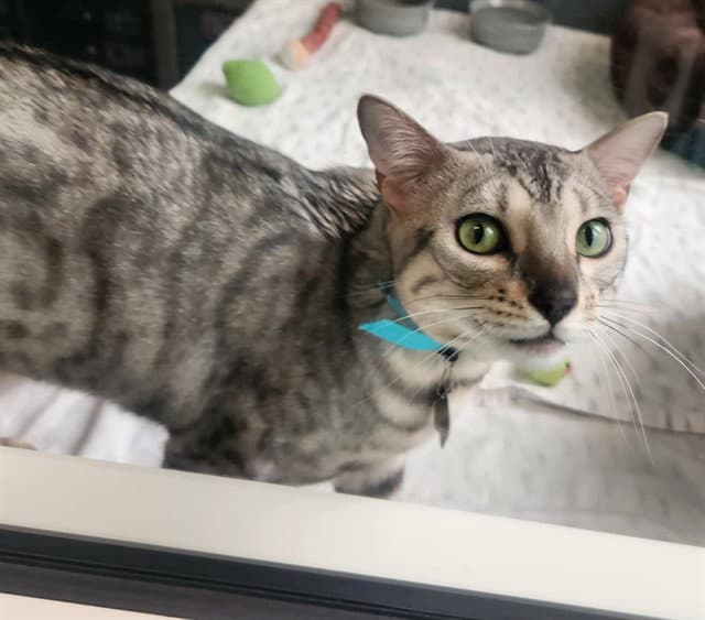 Draco - Bengal