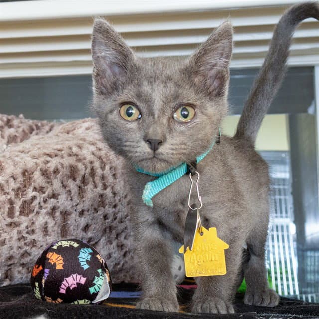 Gin - Domestic Short Hair
