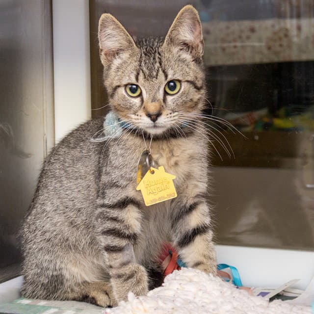 Zack - Domestic Short Hair