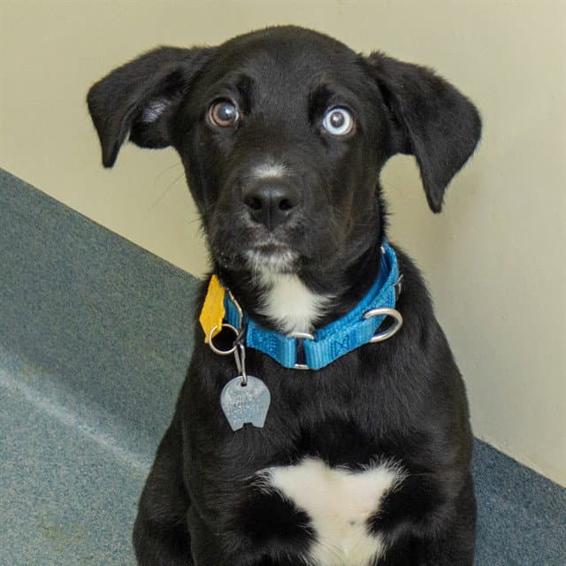 Batman - Labrador Retriever