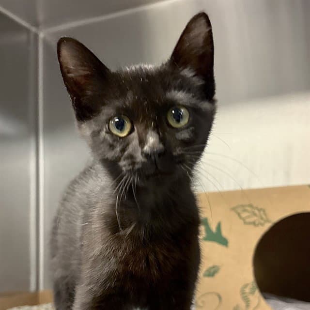 Rollo - Domestic Short Hair