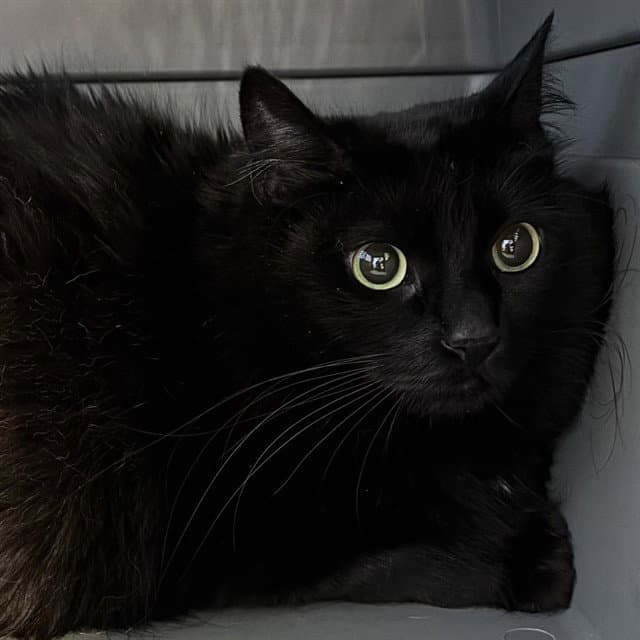 Brioche - Domestic Medium Hair