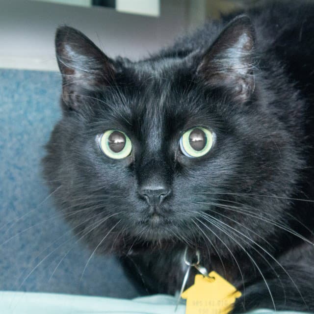 Brioche - Domestic Medium Hair