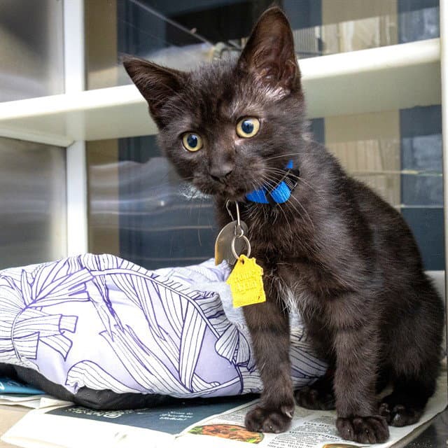 Gym - Domestic Short Hair