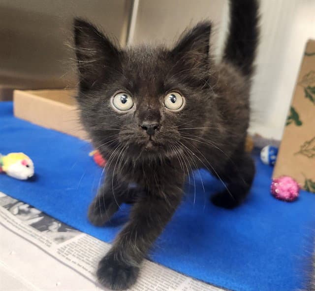 Dot - Domestic Long Hair