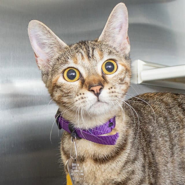 Toffee - Domestic Short Hair