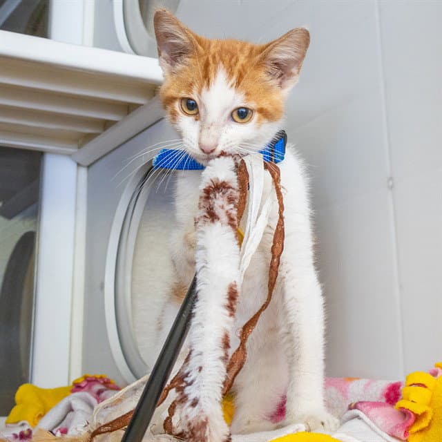 Jimothy - Domestic Short Hair