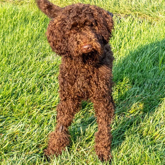 Noodle Mcdoodle - Poodle (Standard)