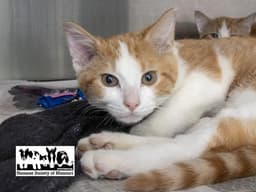Gizmo image 1