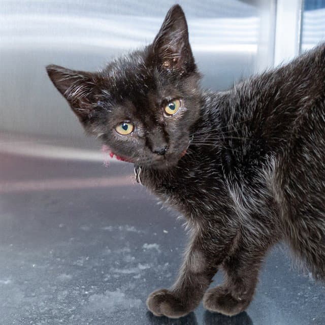 Bailey - Domestic Short Hair