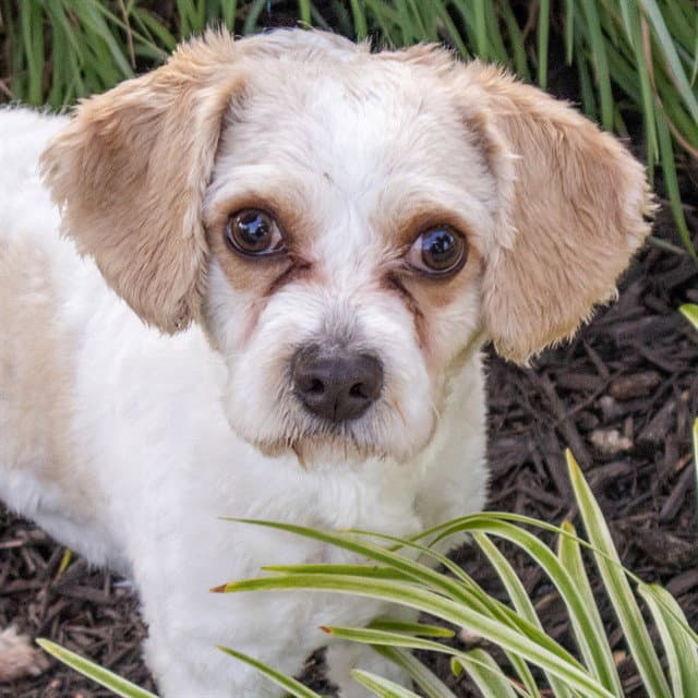 Milo - Poodle (Miniature)
