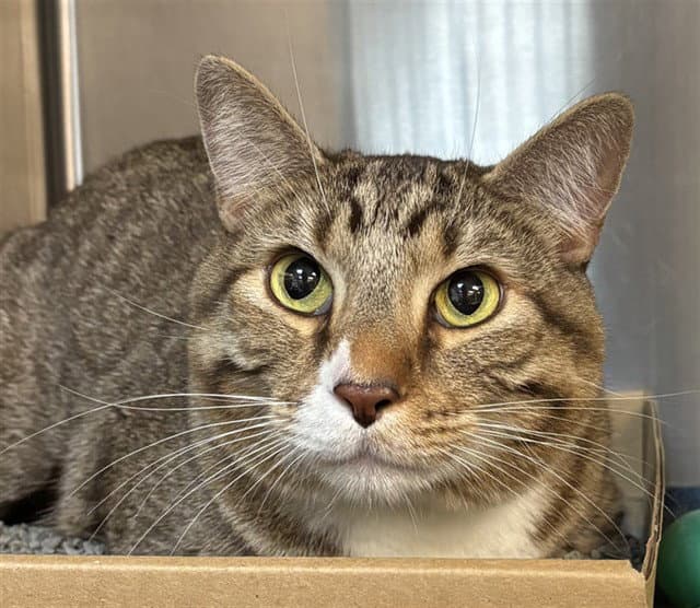 Lucas - Domestic Short Hair