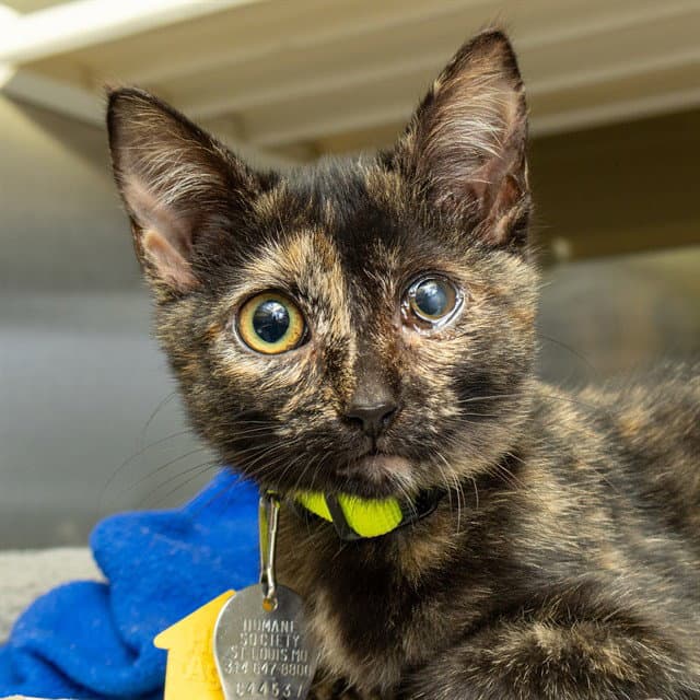 Sadie - Domestic Short Hair