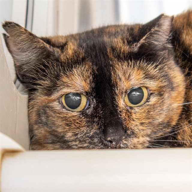 Penelope - Domestic Short Hair