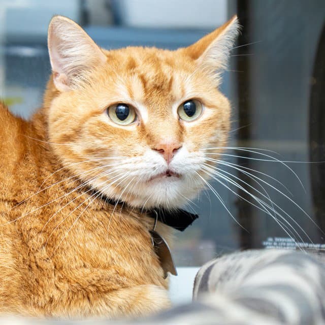 Clementine - Domestic Short Hair