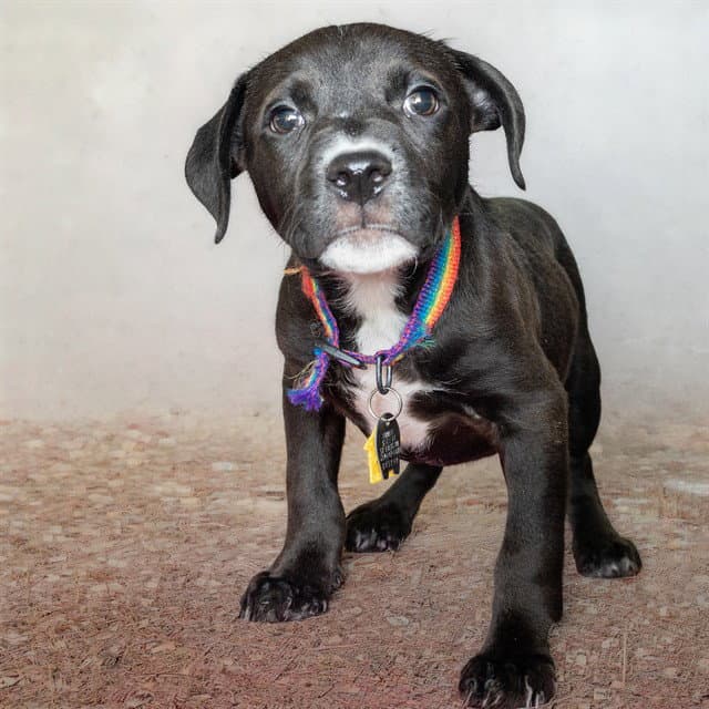 Nick - Pit Bull Terrier
