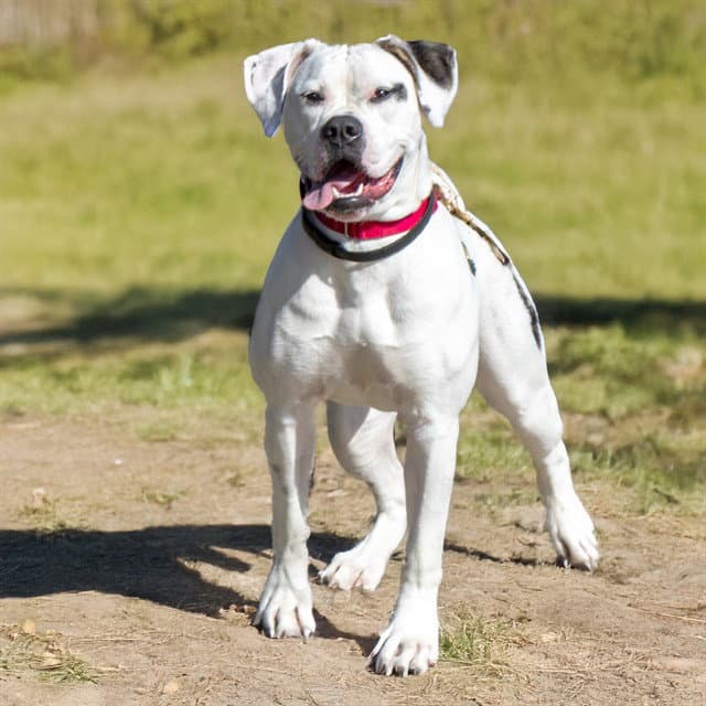 Biscuit - American Bulldog